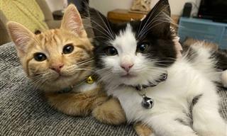 Cats Showing Adorable Affection to Each Other