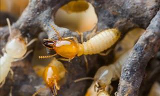 Safe Ways to Get Rid of Termites
