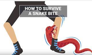 Learn How to Survive Being Bitten by a Snake