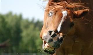 Joke: This Horse Responds to Some Weird Commands!