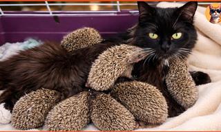 When 8 Hedgehogs Adopted One Cat Mommy...