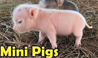 All About Mini Pigs