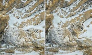 Can You Spot the Camouflaged Things in These 13 Photos?