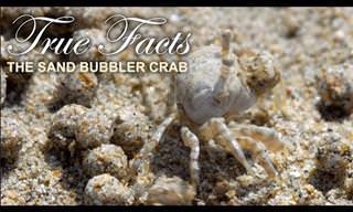 Hilarious: True Facts About the Sand Bubbler Crab