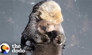 Otter Moms May Be the Cutest in the Animal Kingdom!