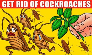 These Home Remedies for Cockroaches Actually Work!