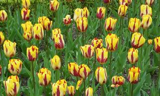 The Tulips of Many Colors That Fill the World With Beauty