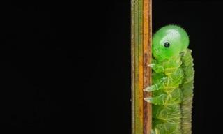 Getting Close Up With Nature: Stunning Close-Up Photos