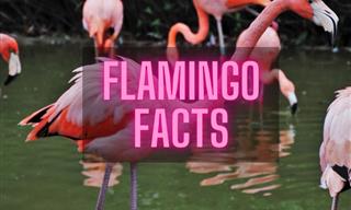 What Do You Know About The Pink Beauties Named Flamingos