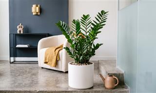 Easy Houseplants That Brighten Rooms and Are Hard to Kill