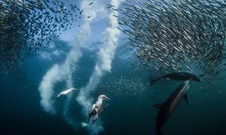 The Amazing Winners From Nat Geo's Photography Contest