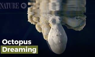 Incredible Nature: Octopus Changes Colors While Dreaming