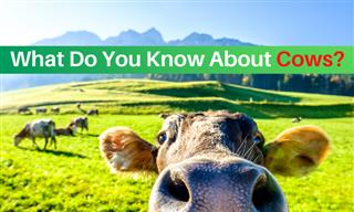 QUIZ: What Do You Know About COWS?