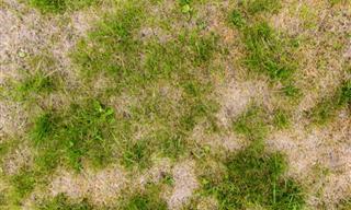 Now is the Time to Revive Your Patchy Lawn