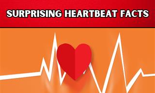 Amazing Insights into the Human Heartbeat - 8 Facts