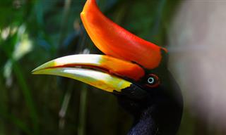 Hornbills: The Most Charismatic Birds of the Wild