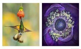 This Contest Celebrates Botanical Beauty -15 Gorgeous Pics