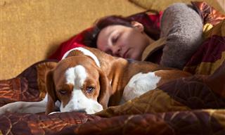 Why Your Dog Wants to Sleep in Your Bed