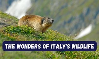 The Incredible and Stunning Wildlife of Italy
