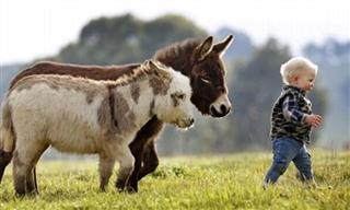 When It Comes to Donkeys, Smaller is Definitely Cuter