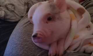 This Video Proves That Pigs Are Both Cute and Hilarious!