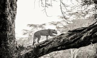 Majestic Beasts: A Glimpse into Kenya's Wild (12 Pics)