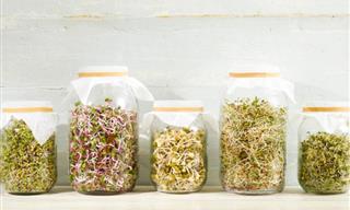 Complete Guide to Sprouts: Kinds, Growing, Recipes, and Nutritional Profile