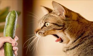 Hilarious: When Cats Get a Fright!