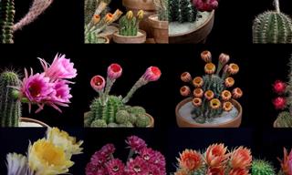 Cacti Have Flowers So Beautiful and Different...