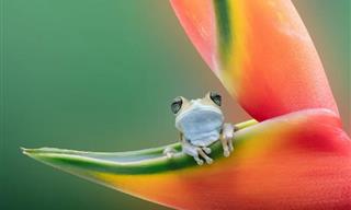 18 Gorgeous and Colorful Photos from the International Pet Contest