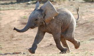 These Adorable Baby Elephants Will Brighten Your Day!
