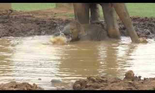 Baby Elephant + Water = Adorable Fun!