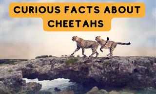There’s So Much More to the Cheetah Than Its Speed