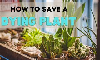 How to Revive a Dying Plant