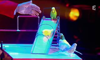 These Parakeets Are Performing Professionals!
