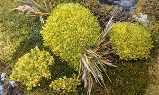 Antarctic Pearlwort: The Plant that Could Feed the World?