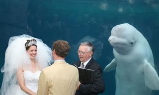 Not All Photobombs Are Bad. Here Are Some Hilarious Ones