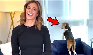 Funniest 'Work From Home' Bloopers!