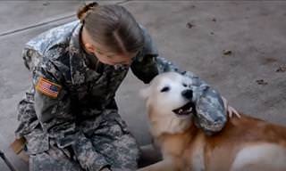 Heartwarming! Soldiers Being Reunited with Their Dogs