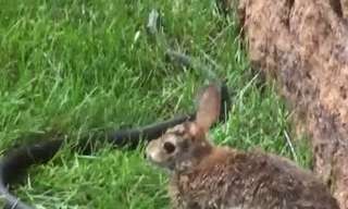 This Rabbit Proves Mothers Will Do Anything for Their Children