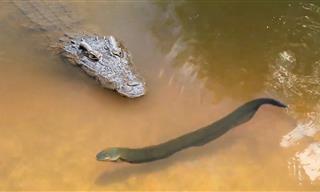 Crocodile vs. Eel: Who Will Survive?
