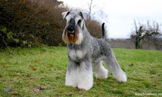 28 Low Shedding Dogs That are Also Hypoallergenic