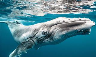 20 Truly Majestic Photos of the World's Whales