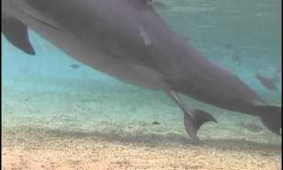 Incredible Nature: A New Dolphin Enters the World...