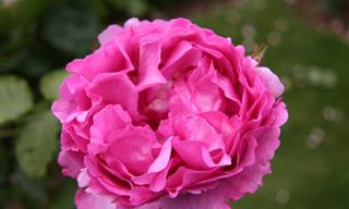 These Roses Look Just Like Peonies but Bloom Year Long