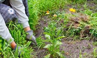 How to Make Coca Cola Weed Killer