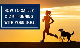 Things to Keep In Mind Before Taking Your Dog For a Run