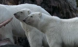Best of North American Animals by the BBC