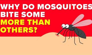 Why Do Mosquitoes Bite Some People More Than Others?