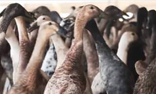 Watch: These Ducks Live on a Wine Farm